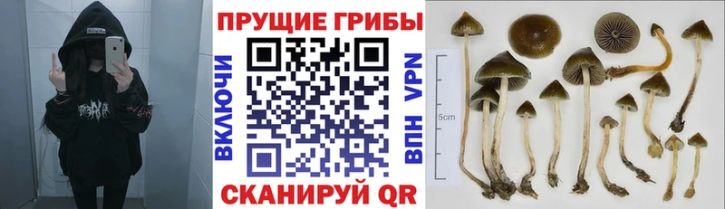 Купить где  Дмитриев  Галлюциногенные грибы Psilocybine cubensis 